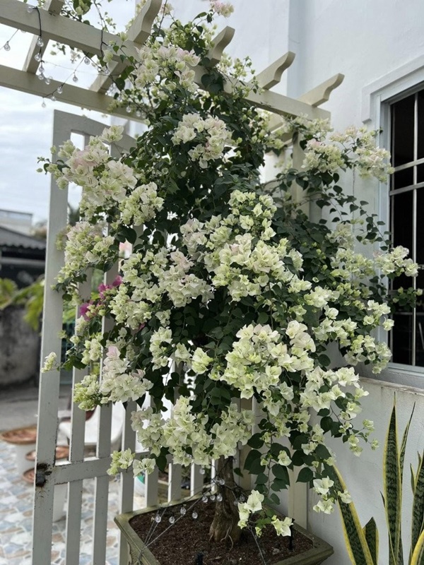 Vợ Mạc Hồng Quân hiếm hoi khoe không gian biệt thự khi vừa hoàn thiện-2