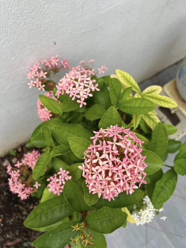 Vợ Mạc Hồng Quân hiếm hoi khoe không gian biệt thự khi vừa hoàn thiện-4