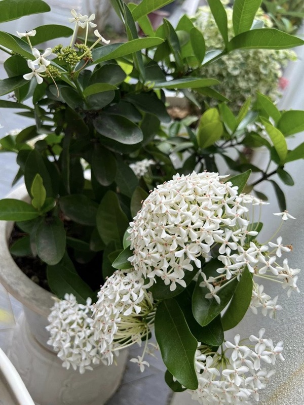 Vợ Mạc Hồng Quân hiếm hoi khoe không gian biệt thự khi vừa hoàn thiện-5