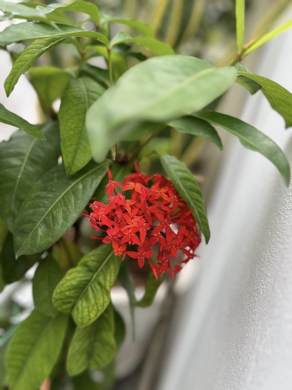 Vợ Mạc Hồng Quân hiếm hoi khoe không gian biệt thự khi vừa hoàn thiện-6