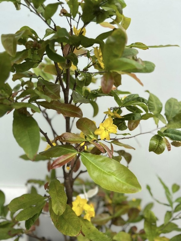 Vợ Mạc Hồng Quân hiếm hoi khoe không gian biệt thự khi vừa hoàn thiện-8