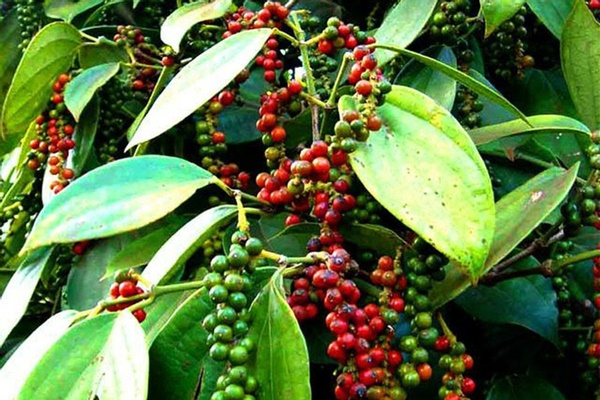 Xuất bán 267.000 tấn ‘vàng đen’, Việt Nam thành nhà cung cấp lớn nhất cho Mỹ-1