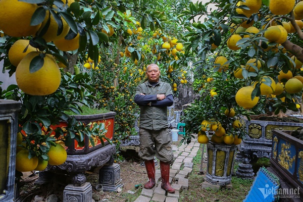 Vườn bưởi bạc tỷ bán Tết sớm bên hồ Tây-1