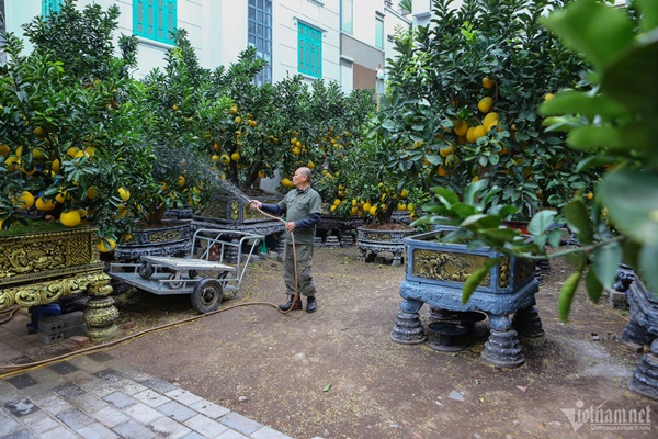 Vườn bưởi bạc tỷ bán Tết sớm bên hồ Tây-2