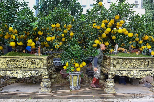 Vườn bưởi bạc tỷ bán Tết sớm bên hồ Tây-3