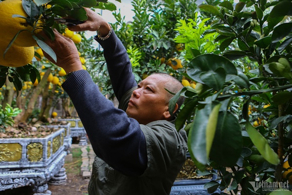 Vườn bưởi bạc tỷ bán Tết sớm bên hồ Tây-4