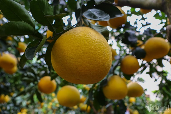 Vườn bưởi bạc tỷ bán Tết sớm bên hồ Tây-6