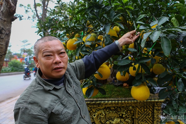 Vườn bưởi bạc tỷ bán Tết sớm bên hồ Tây-7