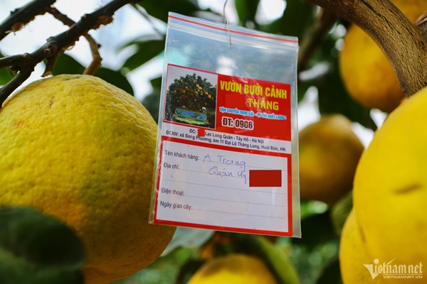 Vườn bưởi bạc tỷ bán Tết sớm bên hồ Tây-8