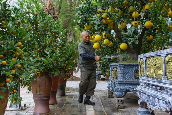 Vườn bưởi bạc tỷ bán Tết sớm bên hồ Tây-9