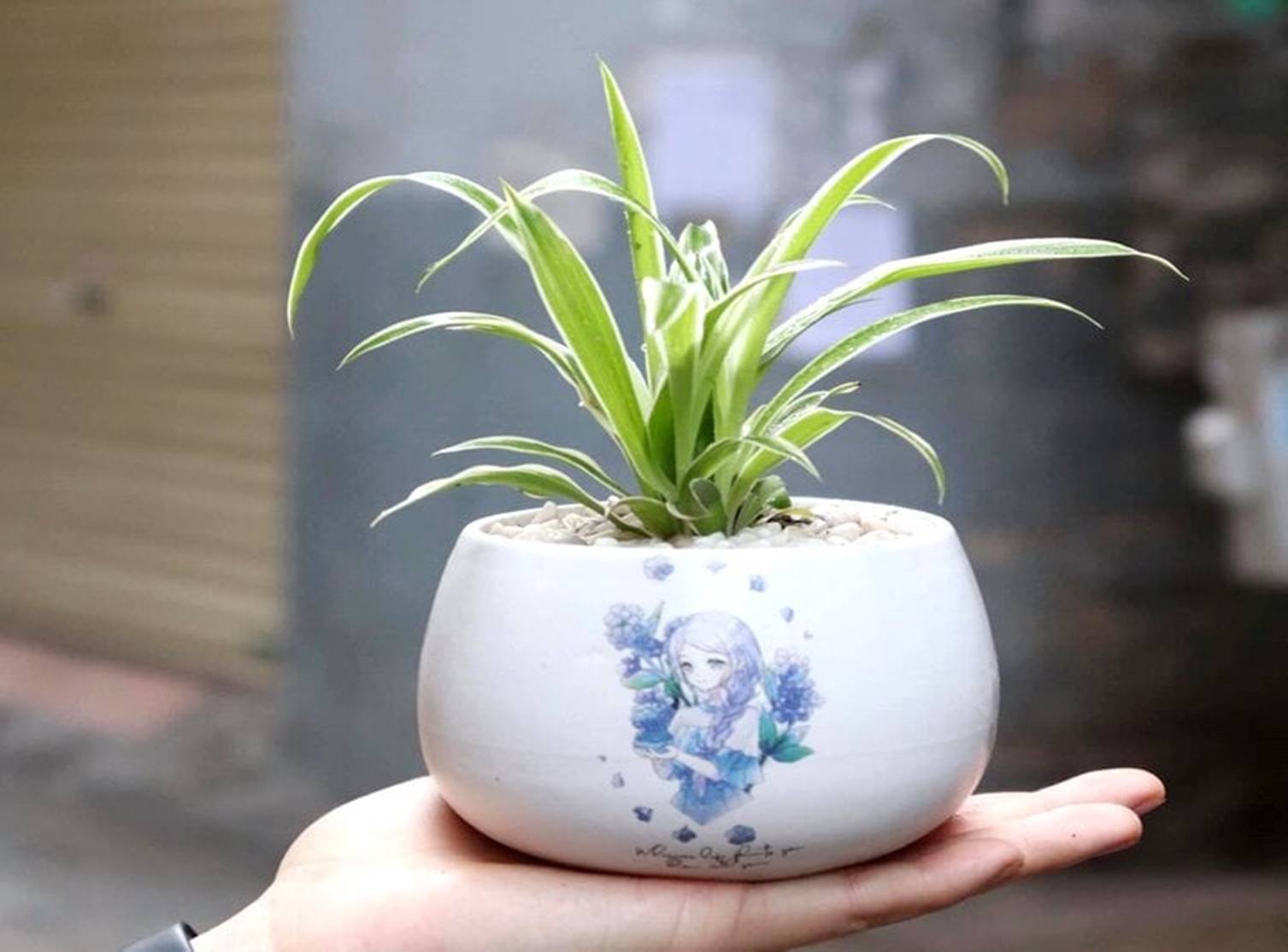 Loại cây để bàn làm việc dễ chăm sóc, hút tài lộc-1