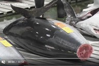Cận cảnh đấu giá con cá ngừ vây xanh đắt nhất chợ Toyosu