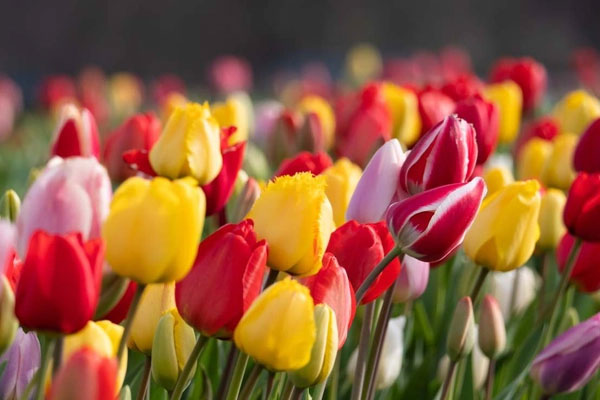 Thần Tài che chở: 3 con giáp vươn lên dẫn đầu, năm 2024 tiền đồ như gấm, tài lộc vô lượng-1