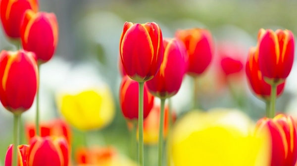 Thần Tài che chở: 3 con giáp vươn lên dẫn đầu, năm 2024 tiền đồ như gấm, tài lộc vô lượng-3