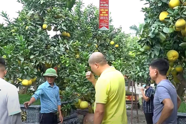 Chậu bưởi có hình rồng vừa trưng bày, đại gia xuống tiền mua luôn giá 250 triệu-4