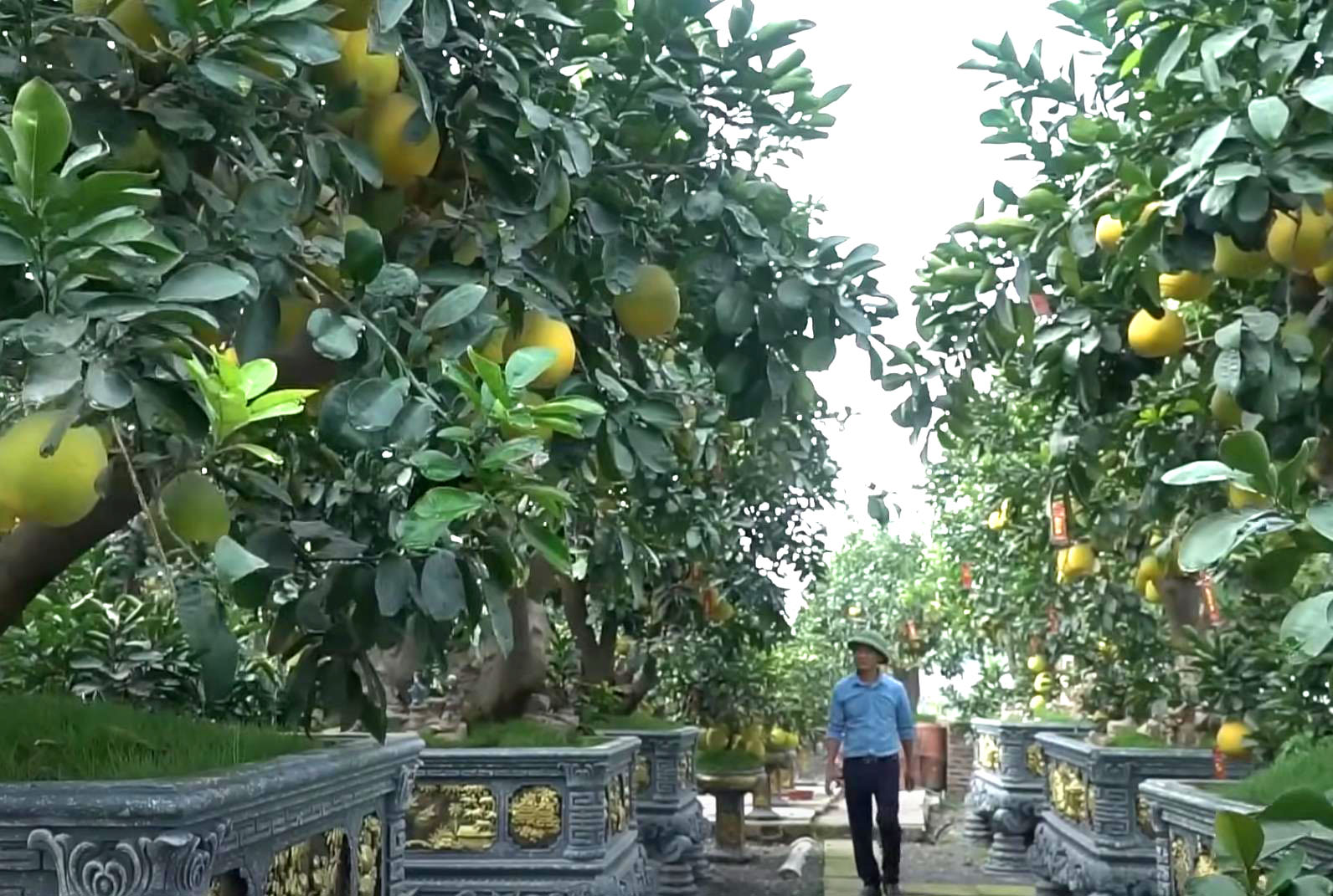 Đốt tiền” kiểu đại gia: Cây bưởi cổ thụ” hơn 350 trái, giá thuê Tết trăm triiệu vẫn tranh nhau đặt cọc-1