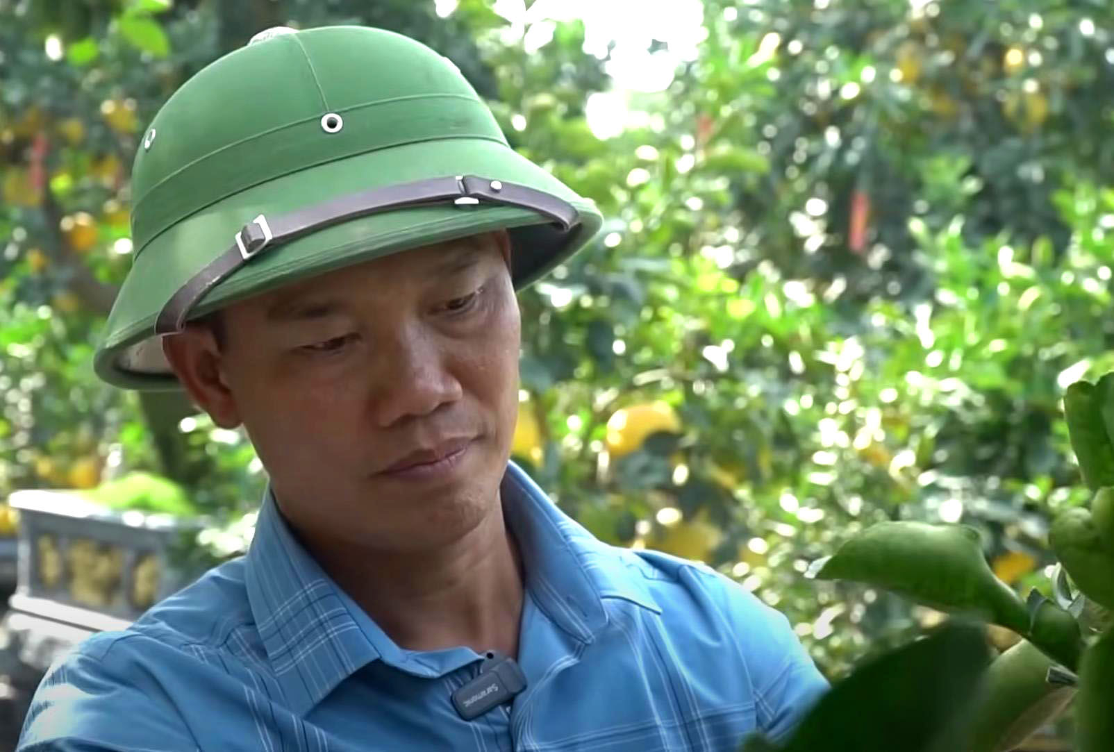 Đốt tiền” kiểu đại gia: Cây bưởi cổ thụ” hơn 350 trái, giá thuê Tết trăm triiệu vẫn tranh nhau đặt cọc-2