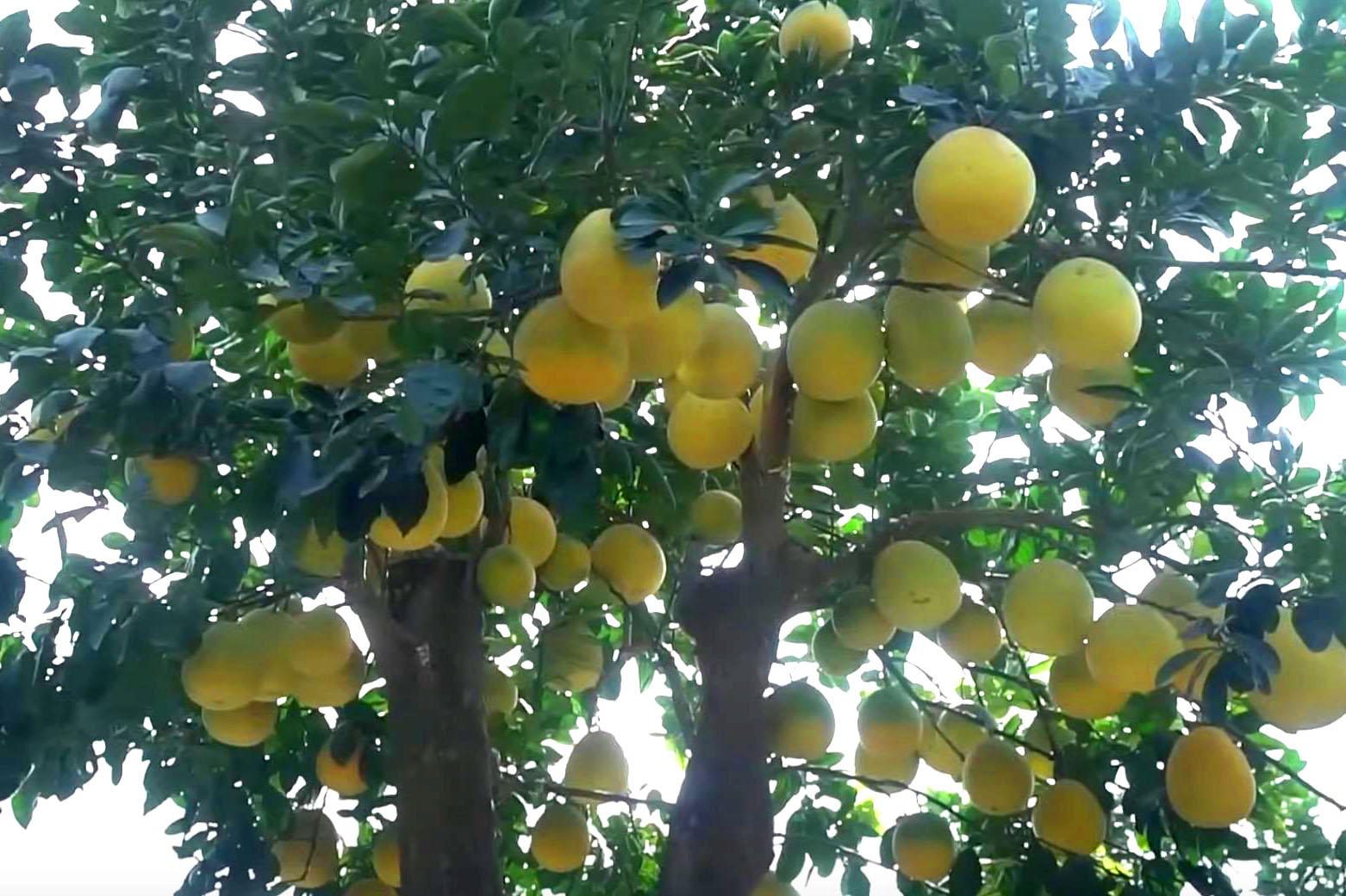 Đốt tiền” kiểu đại gia: Cây bưởi cổ thụ” hơn 350 trái, giá thuê Tết trăm triiệu vẫn tranh nhau đặt cọc-4