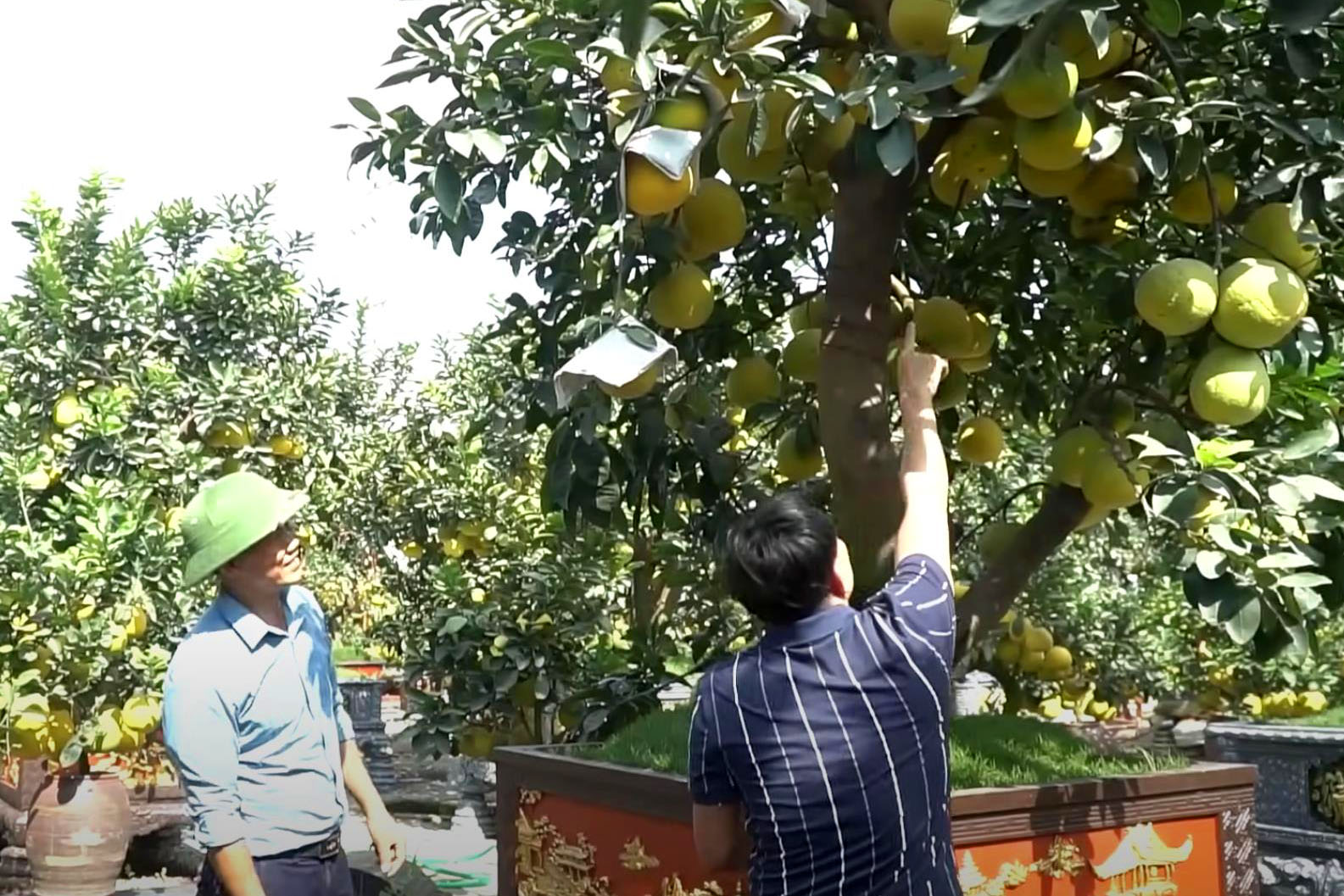 Đốt tiền” kiểu đại gia: Cây bưởi cổ thụ” hơn 350 trái, giá thuê Tết trăm triiệu vẫn tranh nhau đặt cọc-6