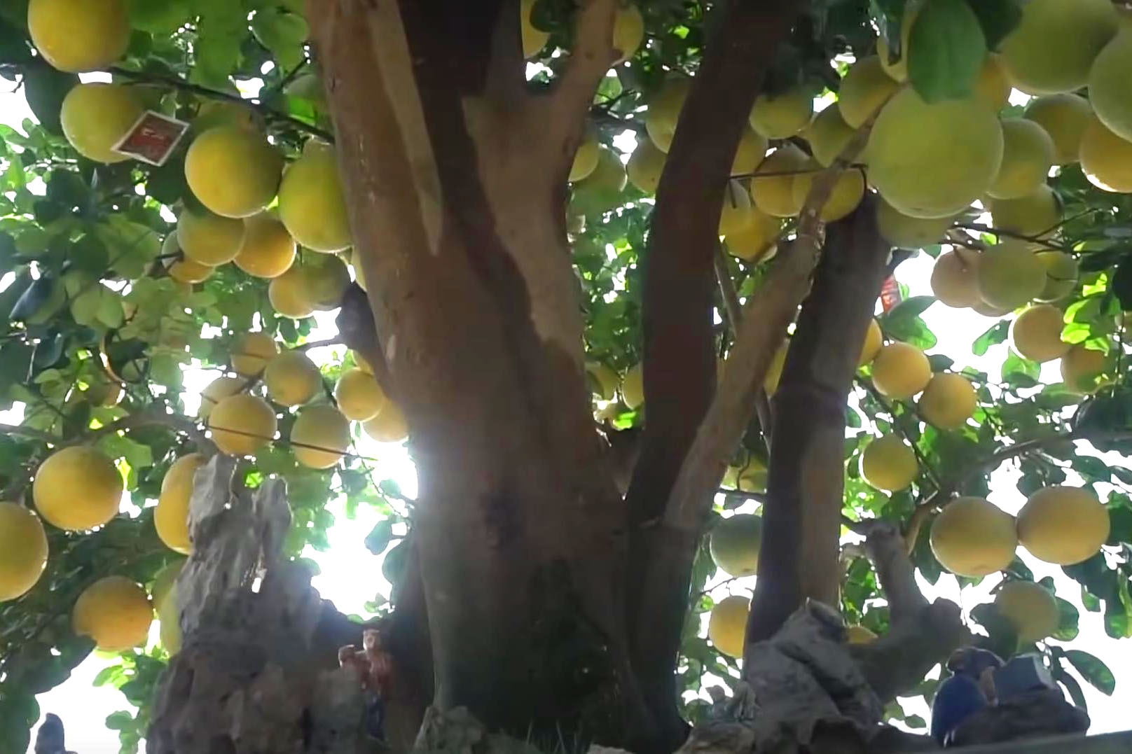 Đốt tiền” kiểu đại gia: Cây bưởi cổ thụ” hơn 350 trái, giá thuê Tết trăm triiệu vẫn tranh nhau đặt cọc-3