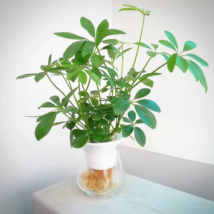 Người xưa nói cấm sai: Trong nhà trồng 4 cây này, con cháu hiếu thảo chăm ngoan, nhiều đời ấm no hạnh phúc-3