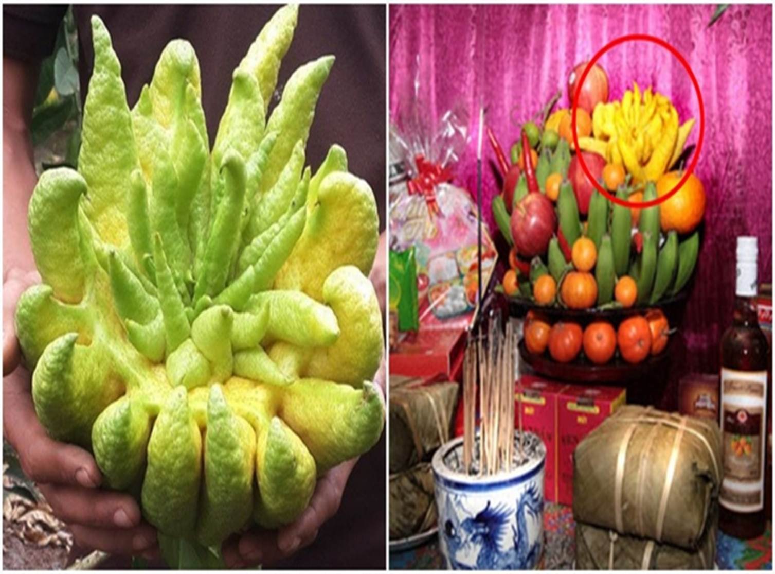 Loại quả có hình thù kỳ lạ nhưng mỗi dịp Tết lại được săn lùng để trưng ban thờ: Giá lên tới cả triệu/quả-1