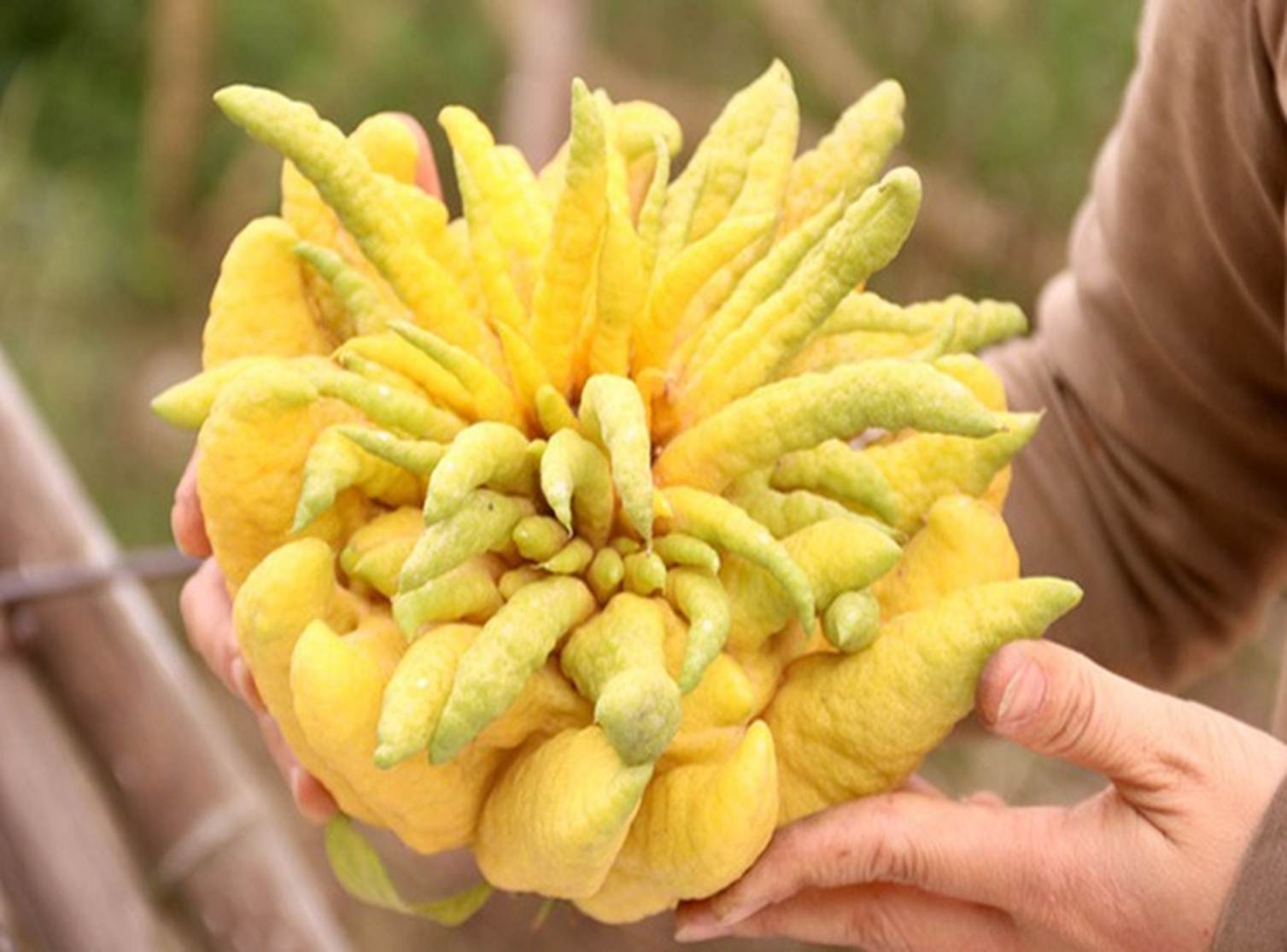 Loại quả có hình thù kỳ lạ nhưng mỗi dịp Tết lại được săn lùng để trưng ban thờ: Giá lên tới cả triệu/quả-2