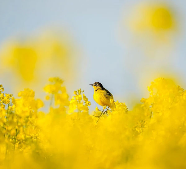 Tháng 12 Âm lịch, 3 con giáp khó thoát phú quý, sự nghiệp phát đạt, kết thúc Quý Mão rực rỡ-1