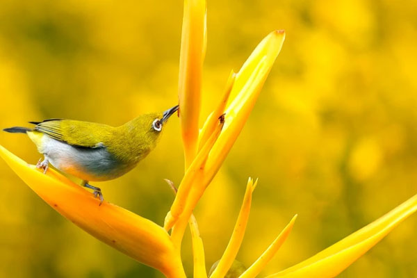 Tháng 12 Âm lịch, 3 con giáp khó thoát phú quý, sự nghiệp phát đạt, kết thúc Quý Mão rực rỡ-2