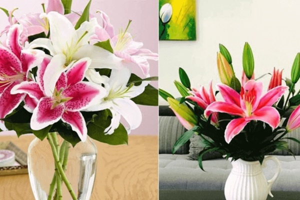 Nhà giàu thích trồng 3 cây trước cửa, an gia, chiêu lộc, thêm phúc, thêm tài-9