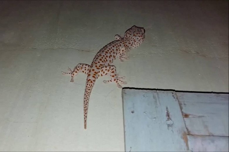 Thấy 3 con vật này tìm đến cửa, đừng làm hại mà hãy nhẹ nhàng đuổi chúng đi, gia đình sẽ gặp phúc lộc-3