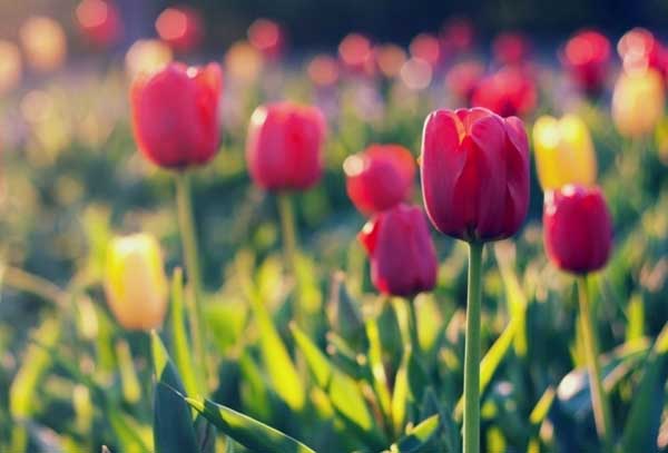 Xuân sang, 3 con giáp bứt phá mạnh mẽ, nhận lộc lớn lộc nhỏ, hữu cầu tất ứng-1