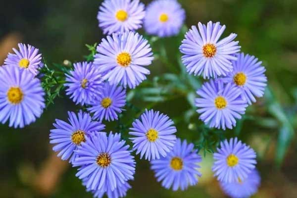 Xuân sang, 3 con giáp bứt phá mạnh mẽ, nhận lộc lớn lộc nhỏ, hữu cầu tất ứng-2