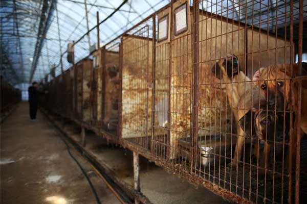 Hàn Quốc thông qua luật cấm ăn và bán thịt chó-1