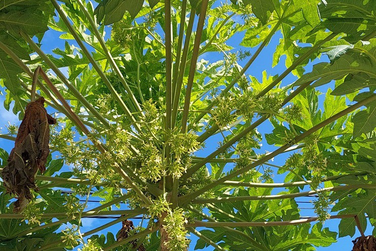 Loại hoa từng được lùng mua với giá hàng triệu đồng/kg, giờ giá giảm 10 lần vẫn ế-2