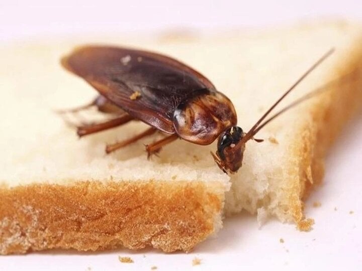 Ăn phải gián, ruồi... đến 200 lần, cô gái bị cảnh sát tóm gáy-1