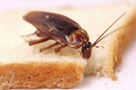 'Ăn' phải gián, ruồi... đến 200 lần, cô gái bị cảnh sát 'tóm gáy'