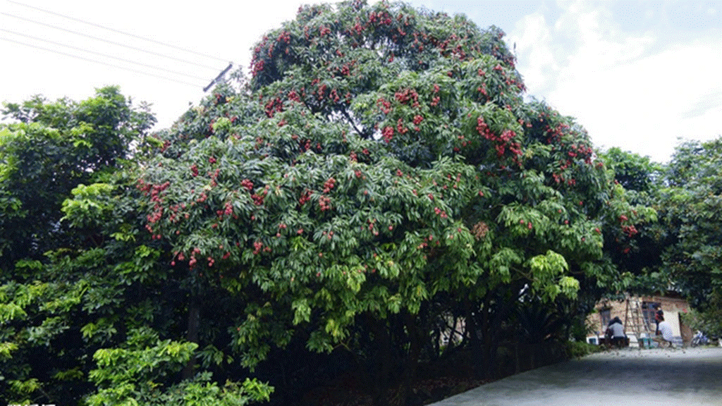 Nhà giàu thích trồng 3 cây trước cửa, an gia, chiêu lộc, thêm phúc, thêm tài-1