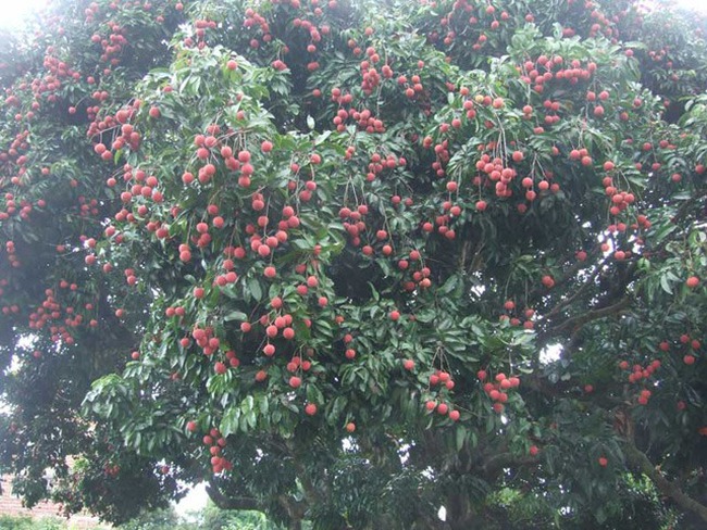 Nhà giàu thích trồng 3 cây trước cửa, an gia, chiêu lộc, thêm phúc, thêm tài-2