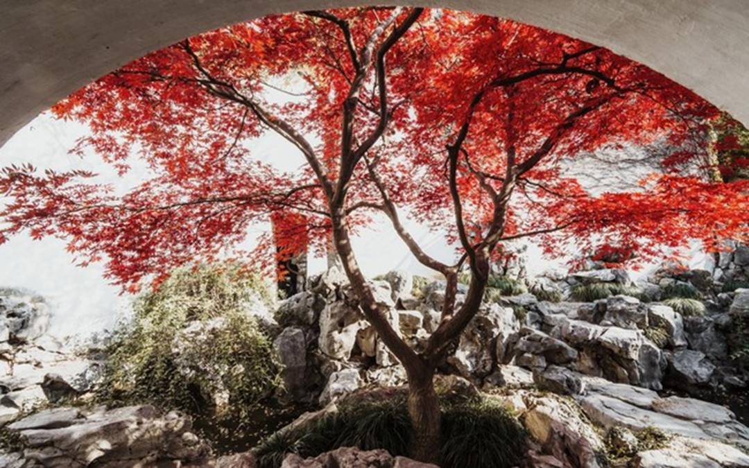 Nhà giàu thích trồng 3 cây trước cửa, an gia, chiêu lộc, thêm phúc, thêm tài-3