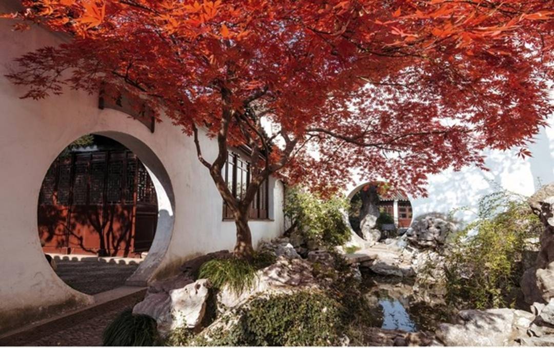 Nhà giàu thích trồng 3 cây trước cửa, an gia, chiêu lộc, thêm phúc, thêm tài-4