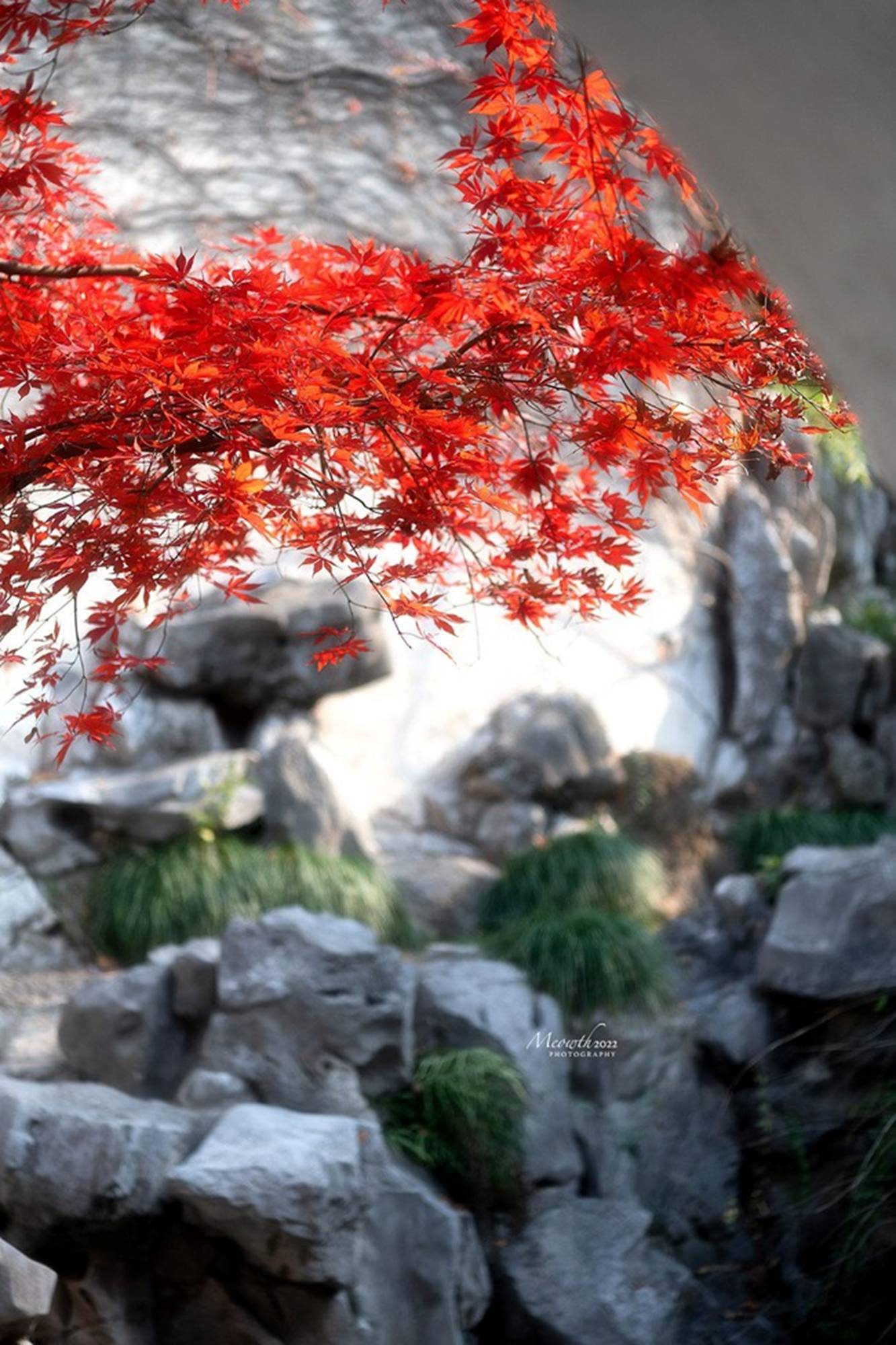 Nhà giàu thích trồng 3 cây trước cửa, an gia, chiêu lộc, thêm phúc, thêm tài-5