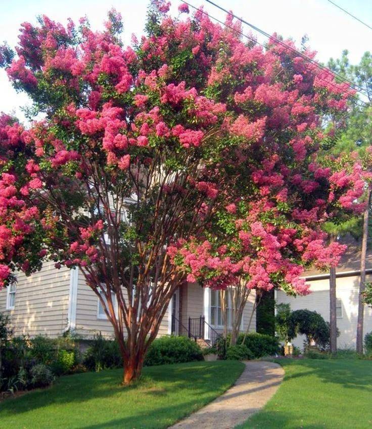 Nhà giàu thích trồng 3 cây trước cửa, an gia, chiêu lộc, thêm phúc, thêm tài-8