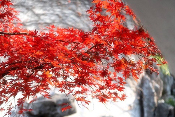 Lau bàn thờ dùng nước lã, xà phòng là đại kỵ: Dùng loại nước này Tổ tiên ưng bụng ban lộc-3