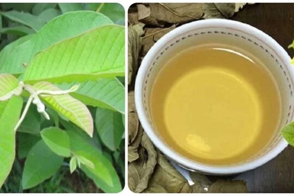 Cách làm trà lá ổi tốt cho sức khoẻ-1