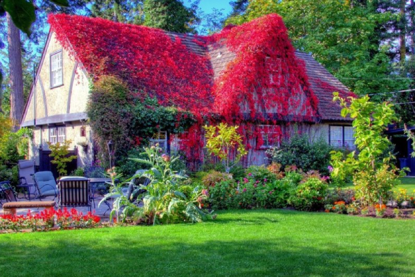 Đại gia thích trồng 5 cây cảnh độc lạ, bá đạo, không chỉ chiêu may, phát lộc còn trấn trạch, giữ nhà-12