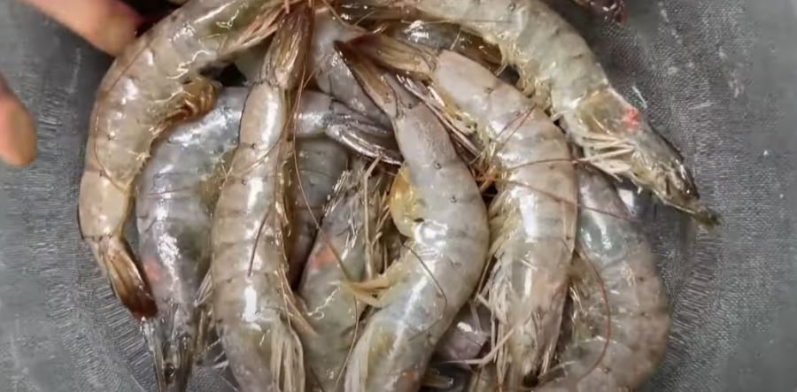 Tôm sống mua về đem ngâm trong thứ nước này rồi bỏ tủ lạnh, để cả tháng vẫn ngọt thịt, không đen đầu-1