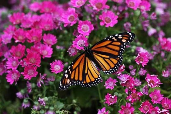 Cuối tháng 1, 4 con giáp được Thần Tài sủng ái, làm ăn phát đạt, không còn lo nghèo khó