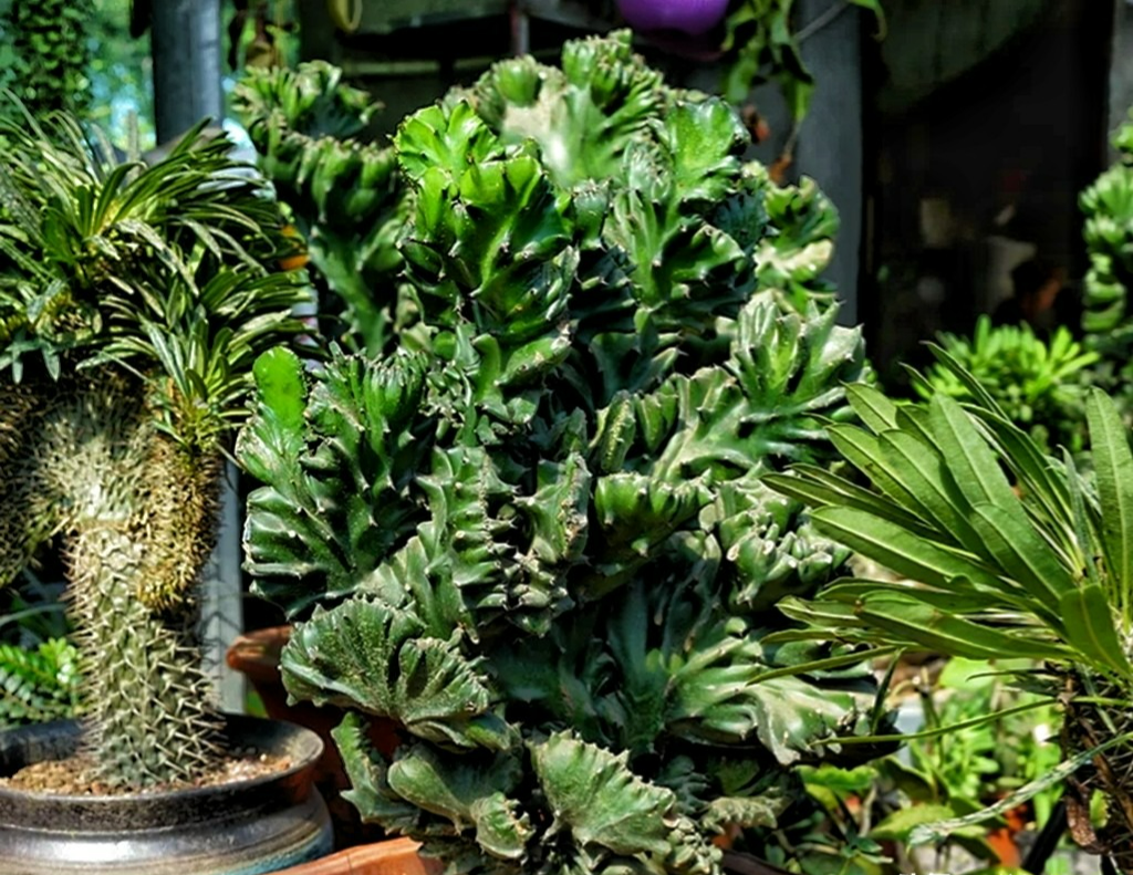 Đại gia thích trồng 5 cây cảnh độc lạ, bá đạo, không chỉ chiêu may, phát lộc còn trấn trạch, giữ nhà-1