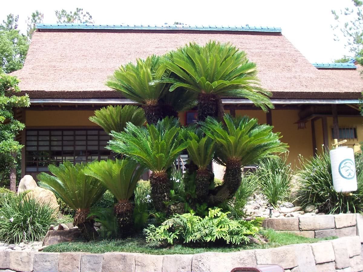 Đại gia thích trồng 5 cây cảnh độc lạ, bá đạo, không chỉ chiêu may, phát lộc còn trấn trạch, giữ nhà-9